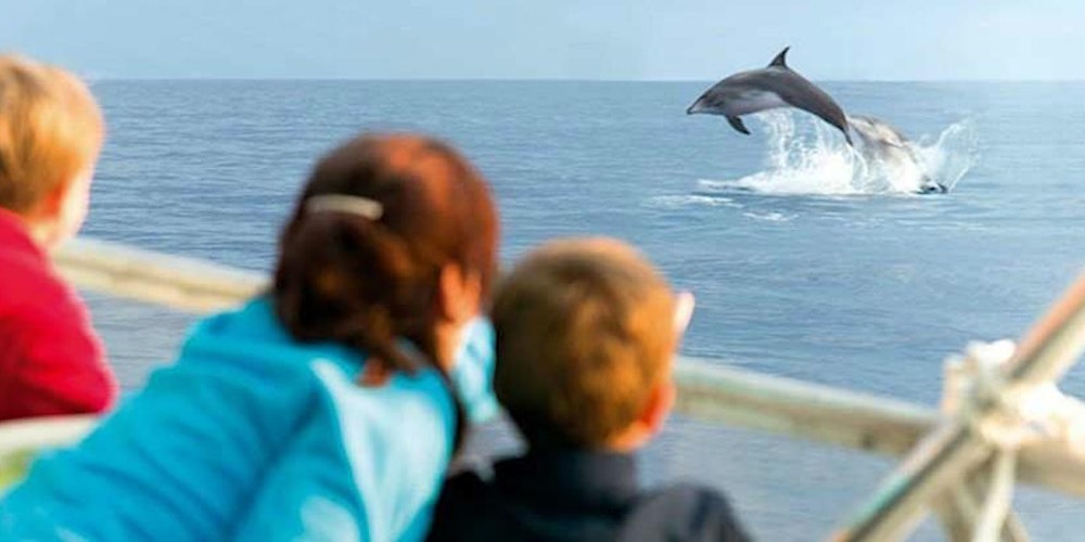 Fuengirola – Dolphin Adventure: Boat trip along the coast