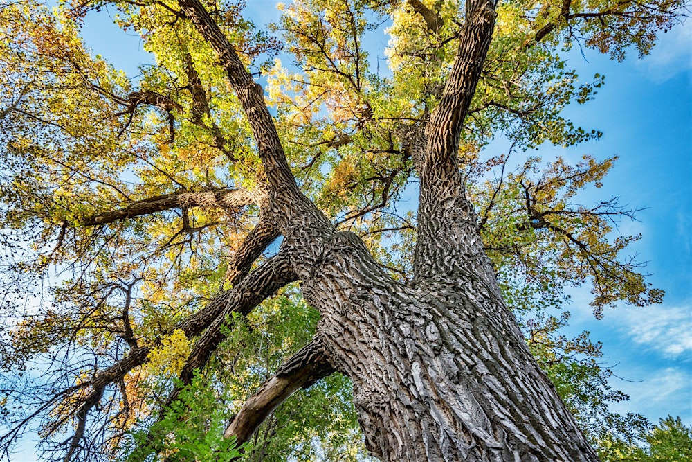 Voices of Plants for a Better World