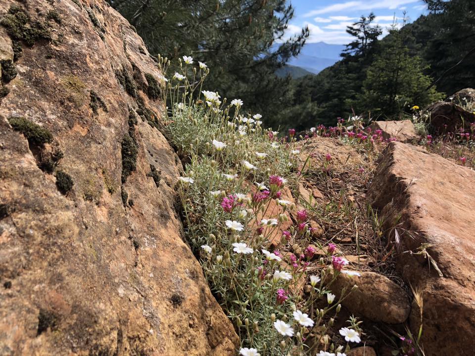 Sierra Bermeja – Paseo de los Pinsapos
