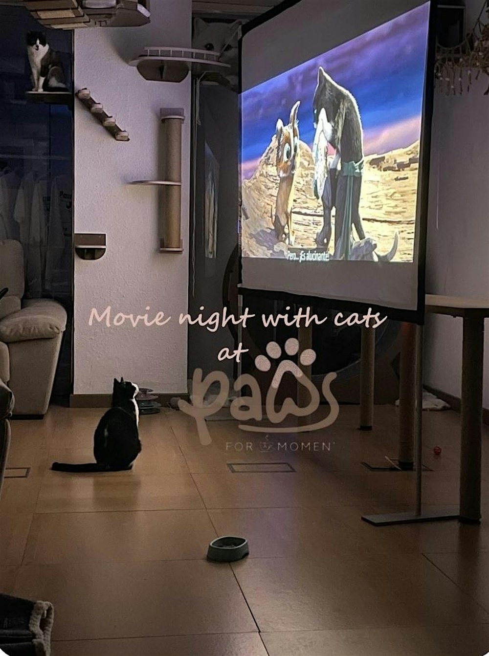 Movie night with cats