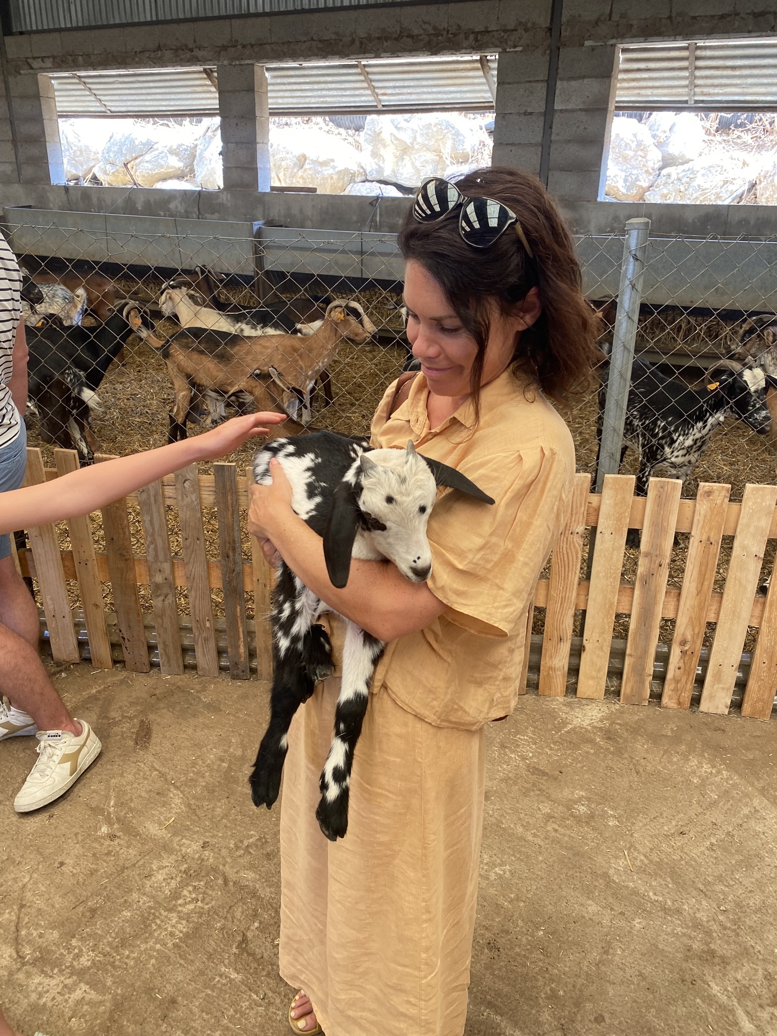 Cheese maker and goat herder for a day.