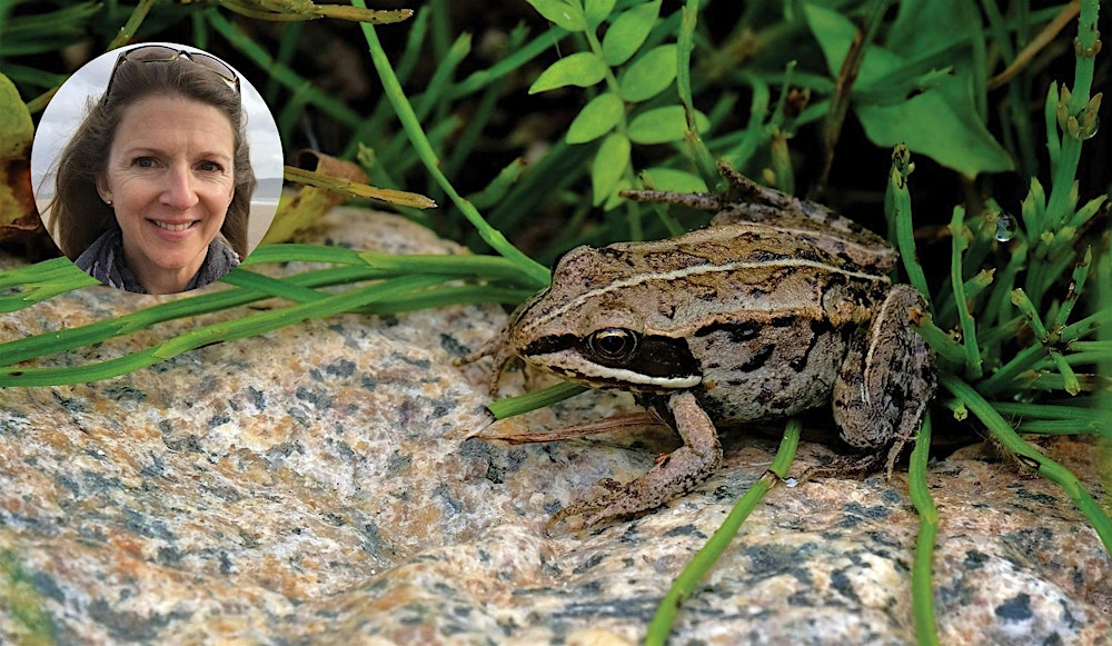 I Love a Rainy Night: The Rhythm of Forest Amphibians | live stream